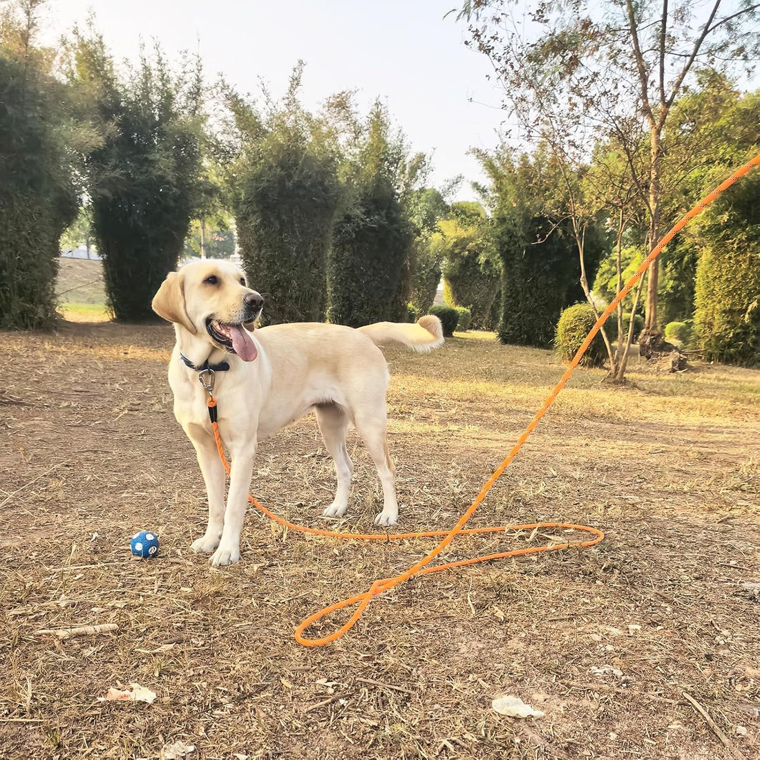 ZALER Long Dog Leash, 50 feet 30ft 20ft 15ft 10ft Dog Training Lead