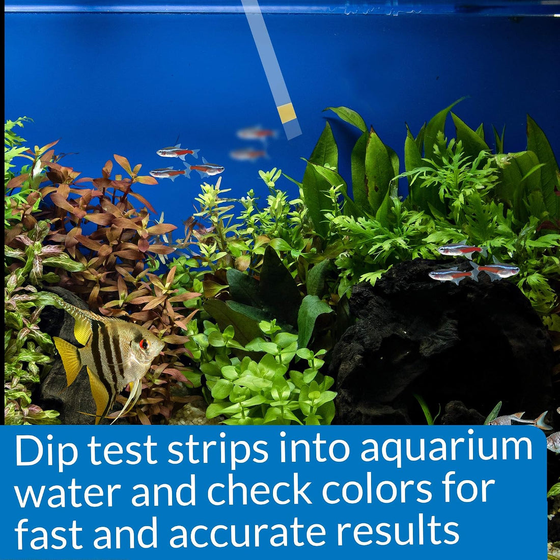 API AMMONIA TEST STRIPS Freshwater and Saltwater Aquarium Water Test