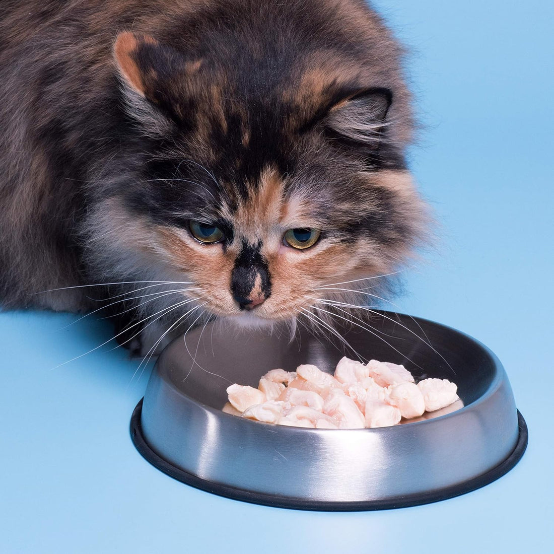 Dr. Catsby's Food Bowl for Whisker Relief
