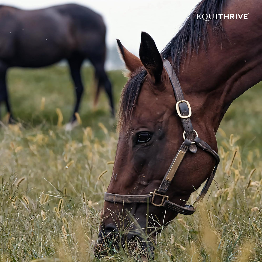 Equithrive Natural Vitamin E Pellets Horse Supplement