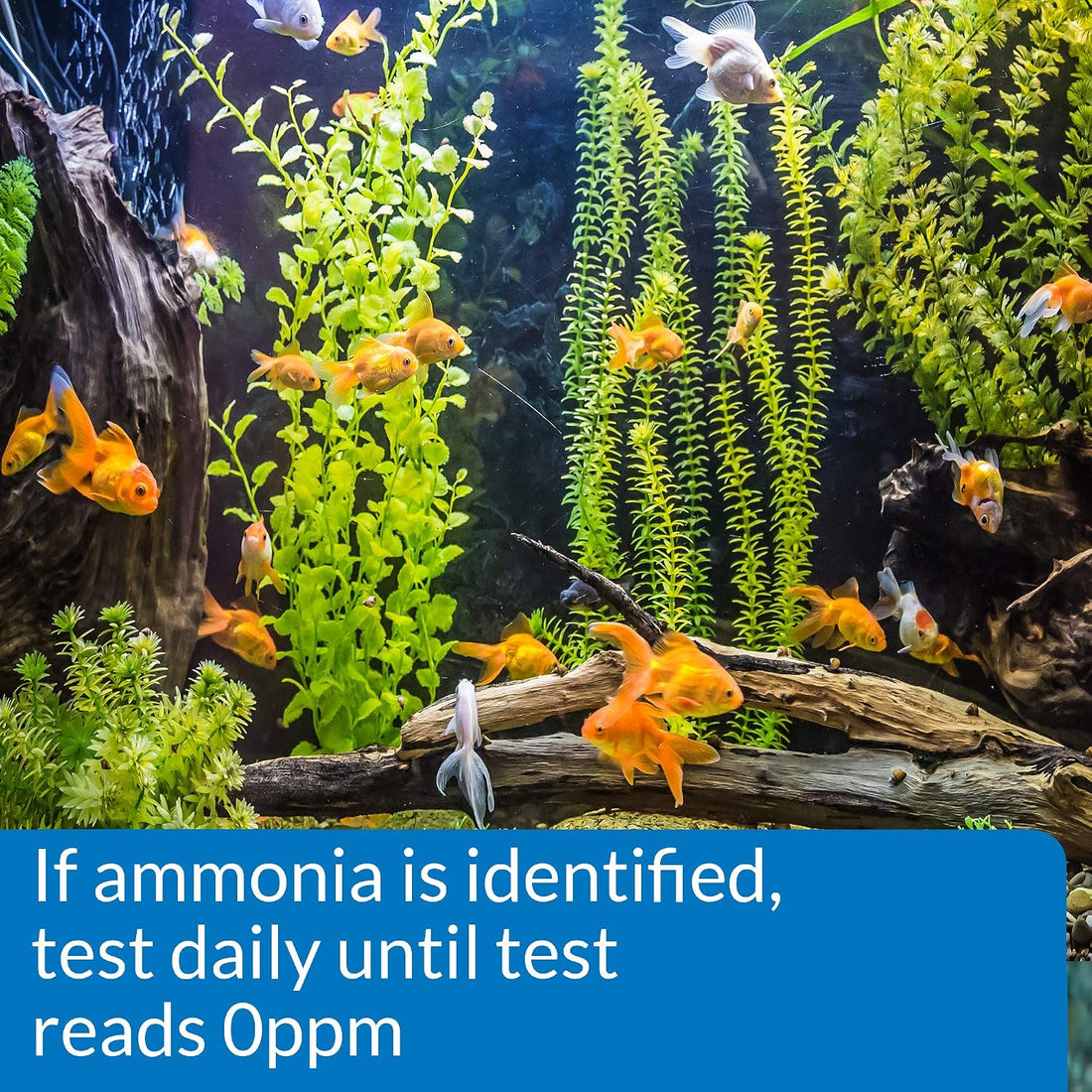 API AMMONIA TEST STRIPS Freshwater and Saltwater Aquarium Water Test