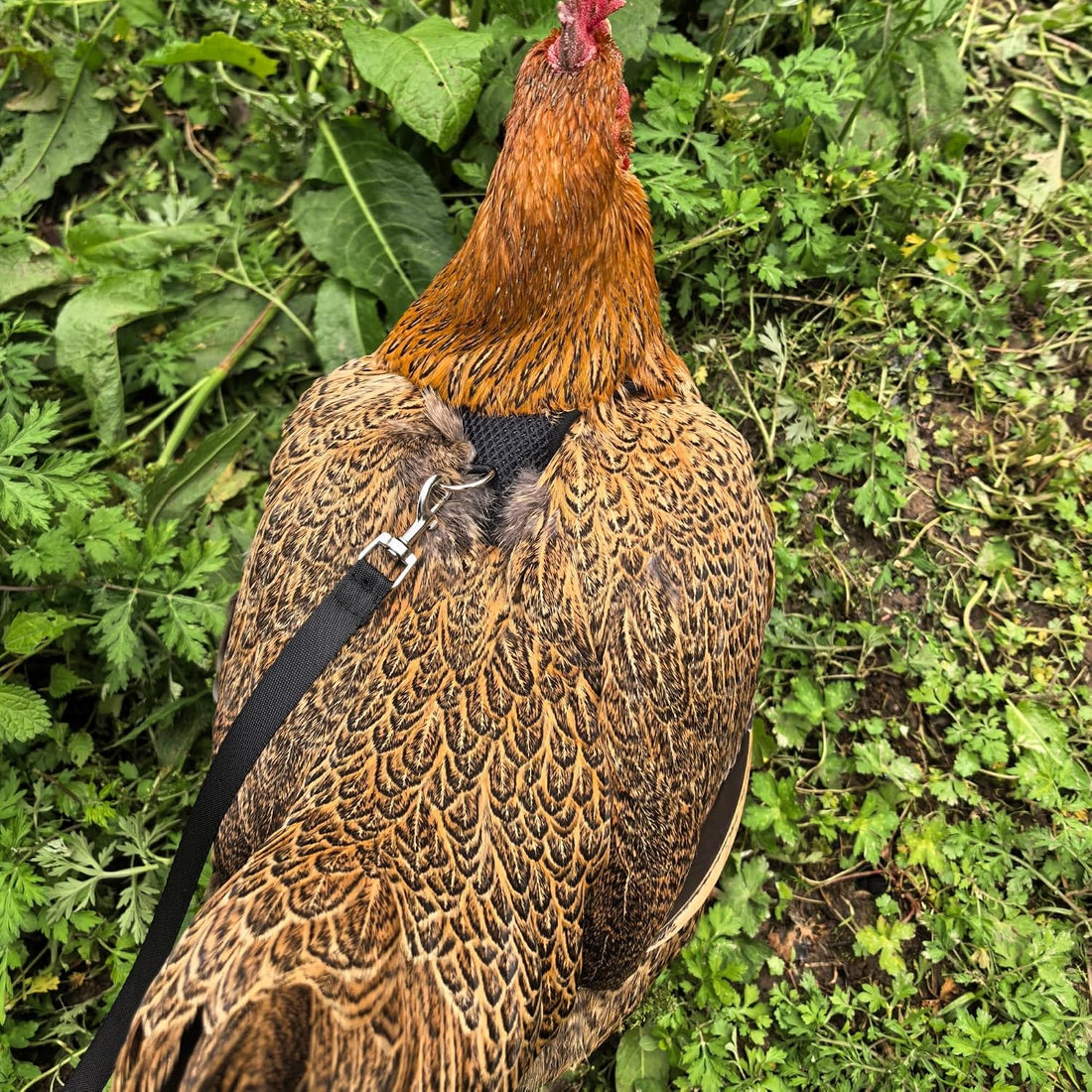 Adjustable Chicken Harness and Leash Set