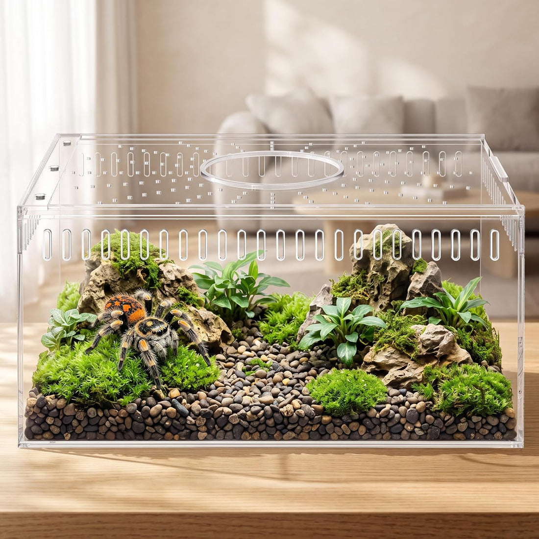 Jumping Spider Enclosure,Magnetic Doors All-Side Ventilation