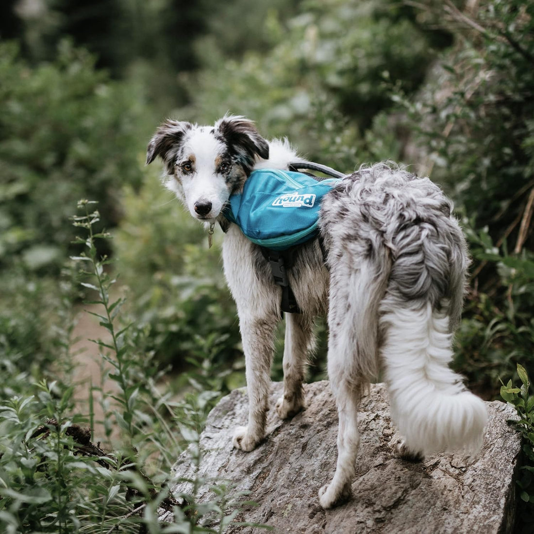 Kyjen Outward Hound The Quick Release Dog BackPack (Assorted, Medium)
