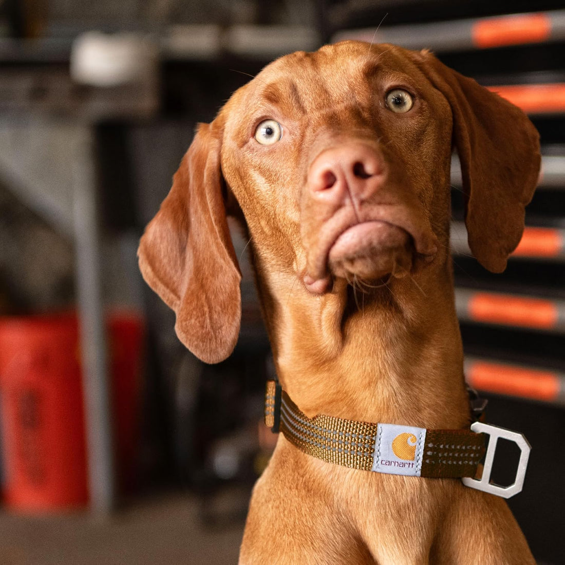 Carhartt Nylon Webbing Dog Collar