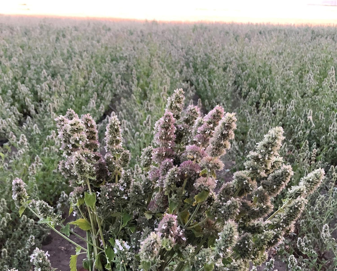 from The Field | Catnip & Silver Vine Tea Bags | Cat Toy Refills