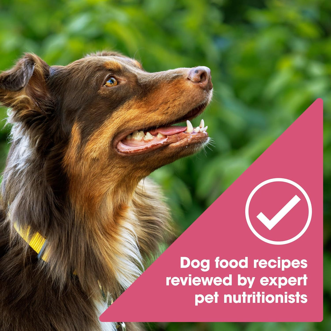 Nature's Recipe Grain Free Dry Dog Food, Salmon