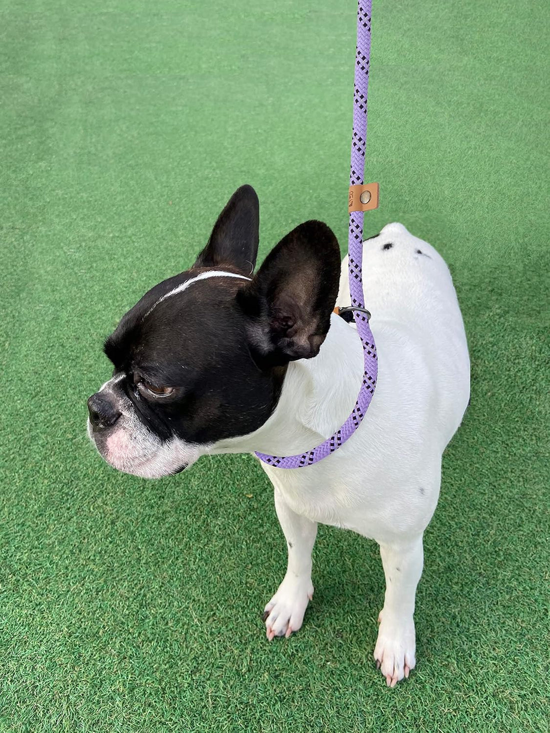5 FT Slip Lead Dog Leash, Heavy Duty Rope Leash for Small Medium