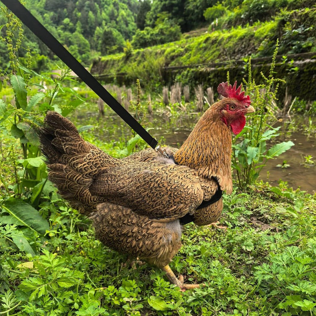 Adjustable Chicken Harness and Leash Set