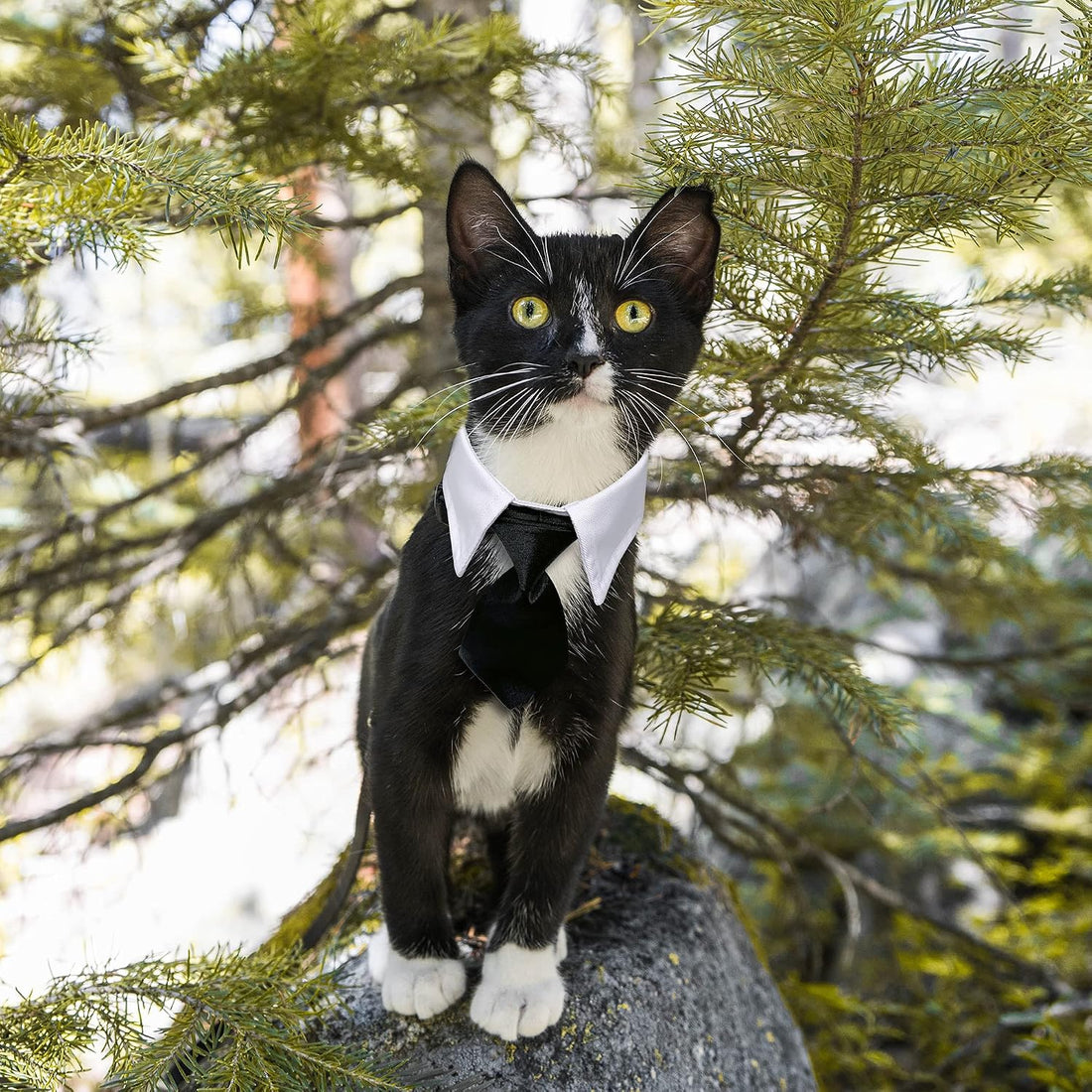 Dog Cat Tuxedo Collar, Cat Wedding Bowtie, Bow Tie Tux Costume