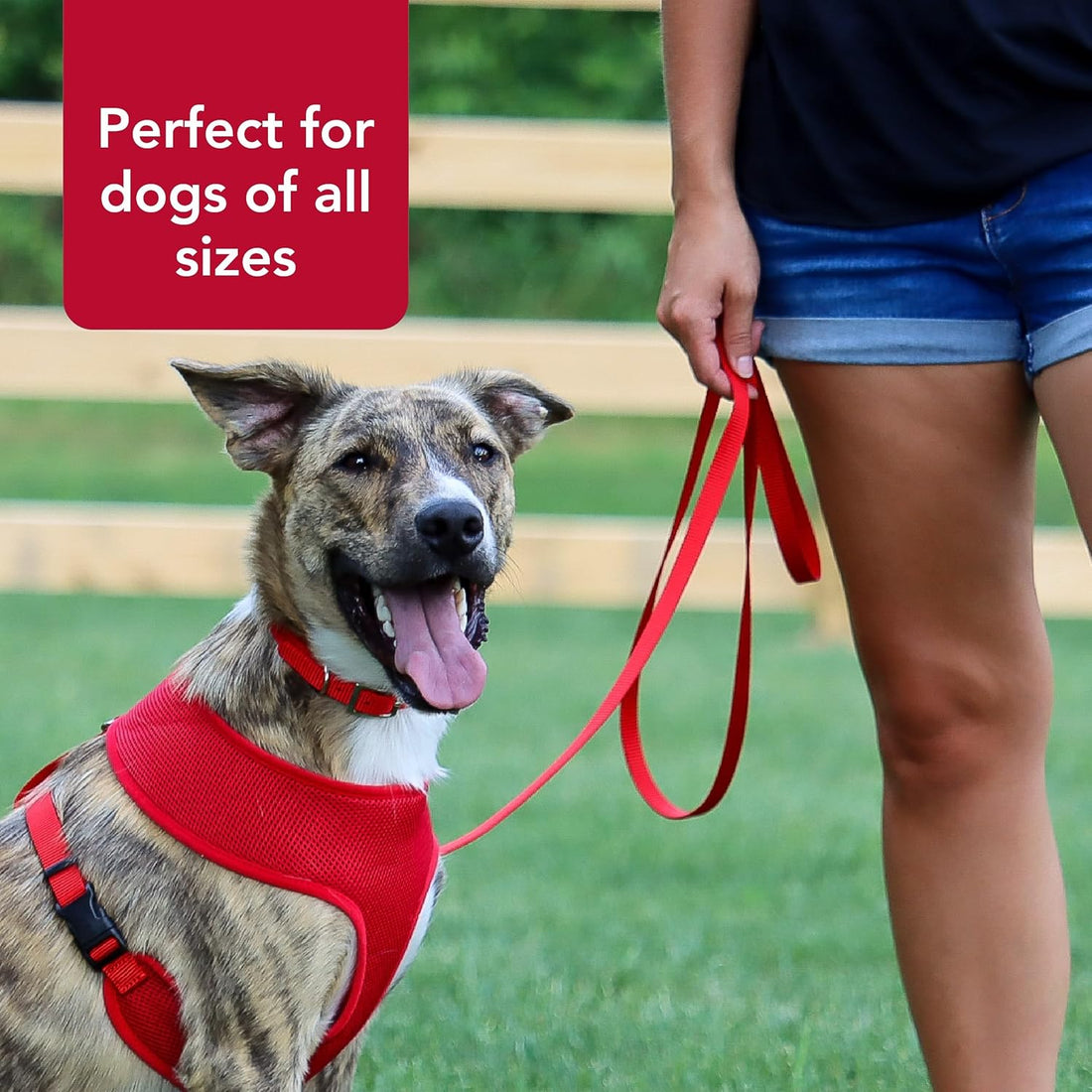 Coastal Pet Single-Ply Dog Leash - Sturdy Pet Leash
