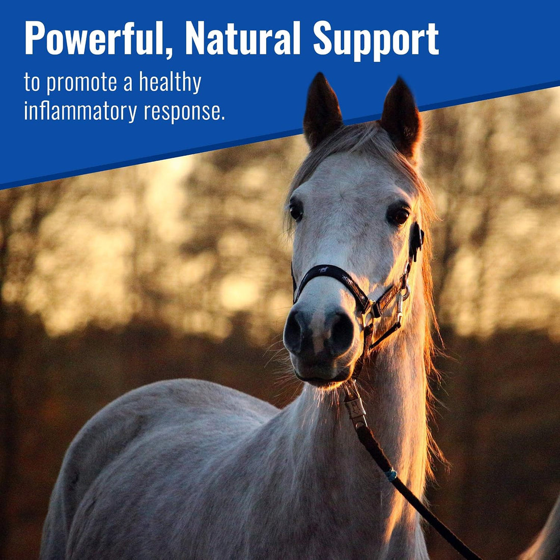 Om Mushroom Matrix - Equine | Wellbeing