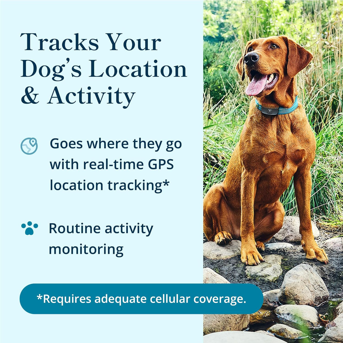 Petivity Smart GPS and Activity Dog Tracker Tag