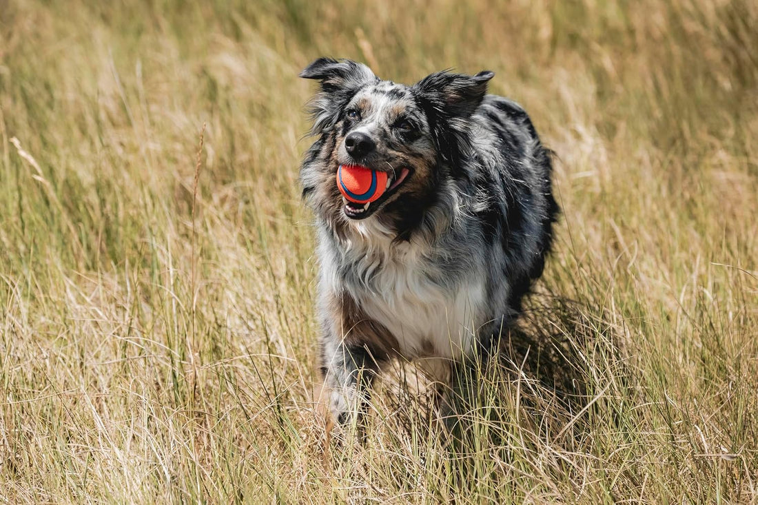 Chuckit! Ultra Rubber Dog Ball, Floating Fetch Toy, Medium 2.5-in