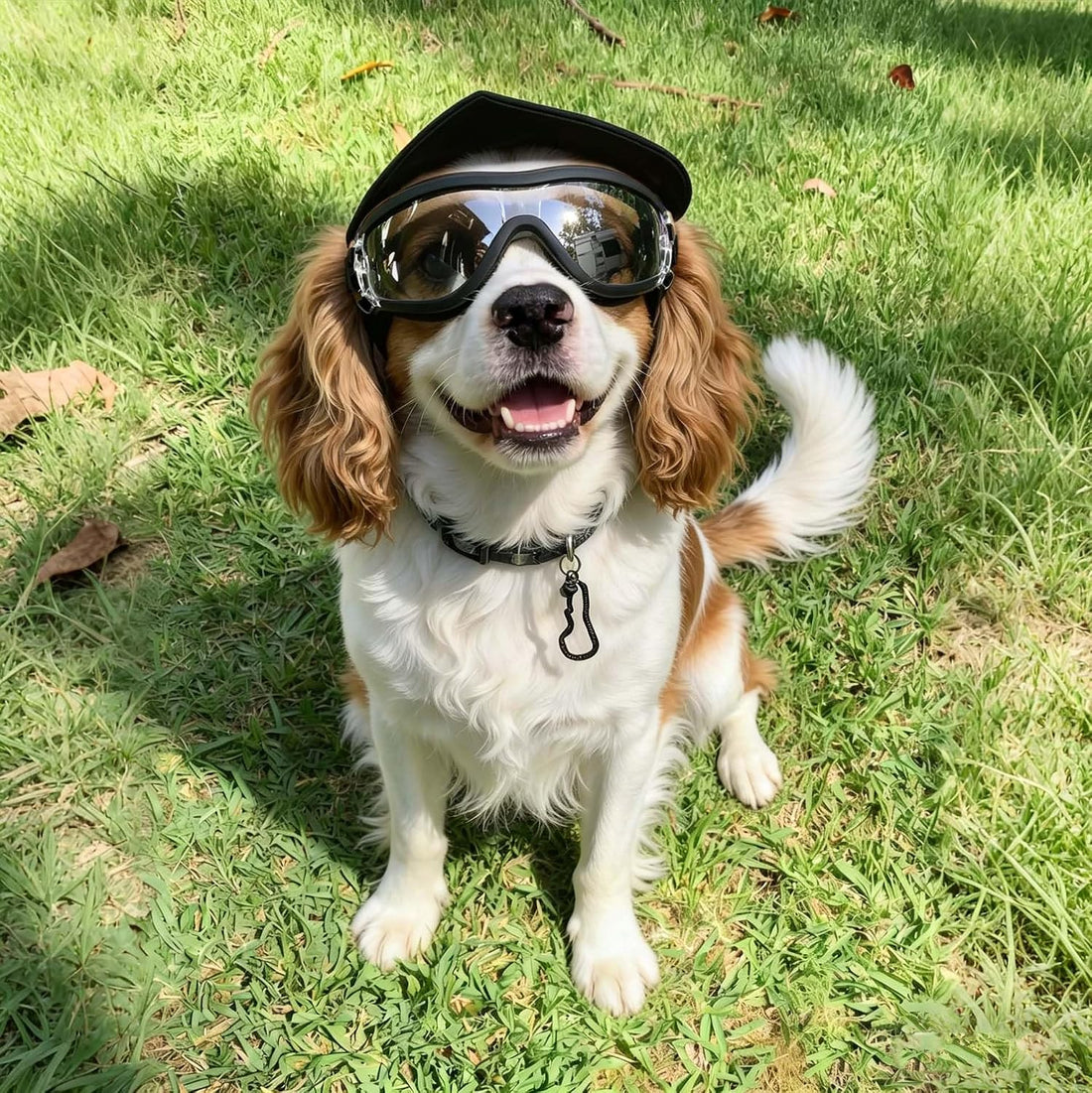 NAMSAN Clear Dog Goggles for Small Dogs