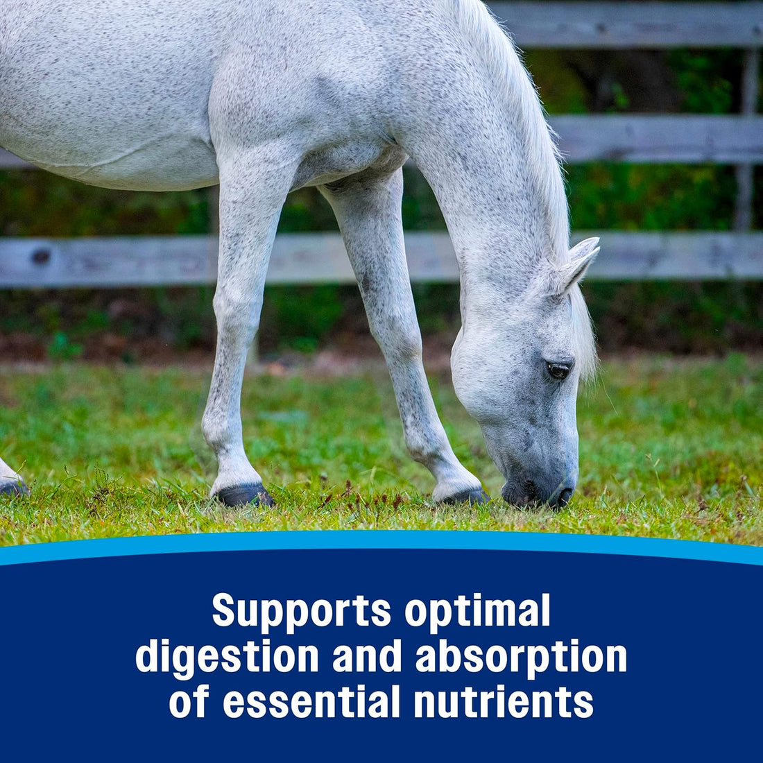 Farnam Probiotic Paste Horses in Syringe Supports Healthy Microbial