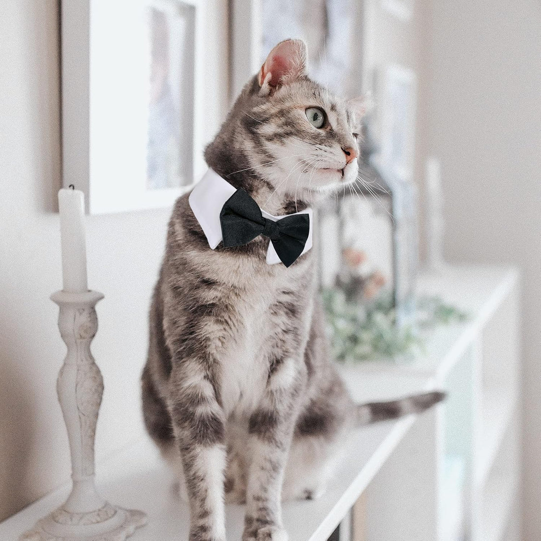 Dog Cat Tuxedo Collar, Cat Wedding Bowtie, Bow Tie Tux Costume
