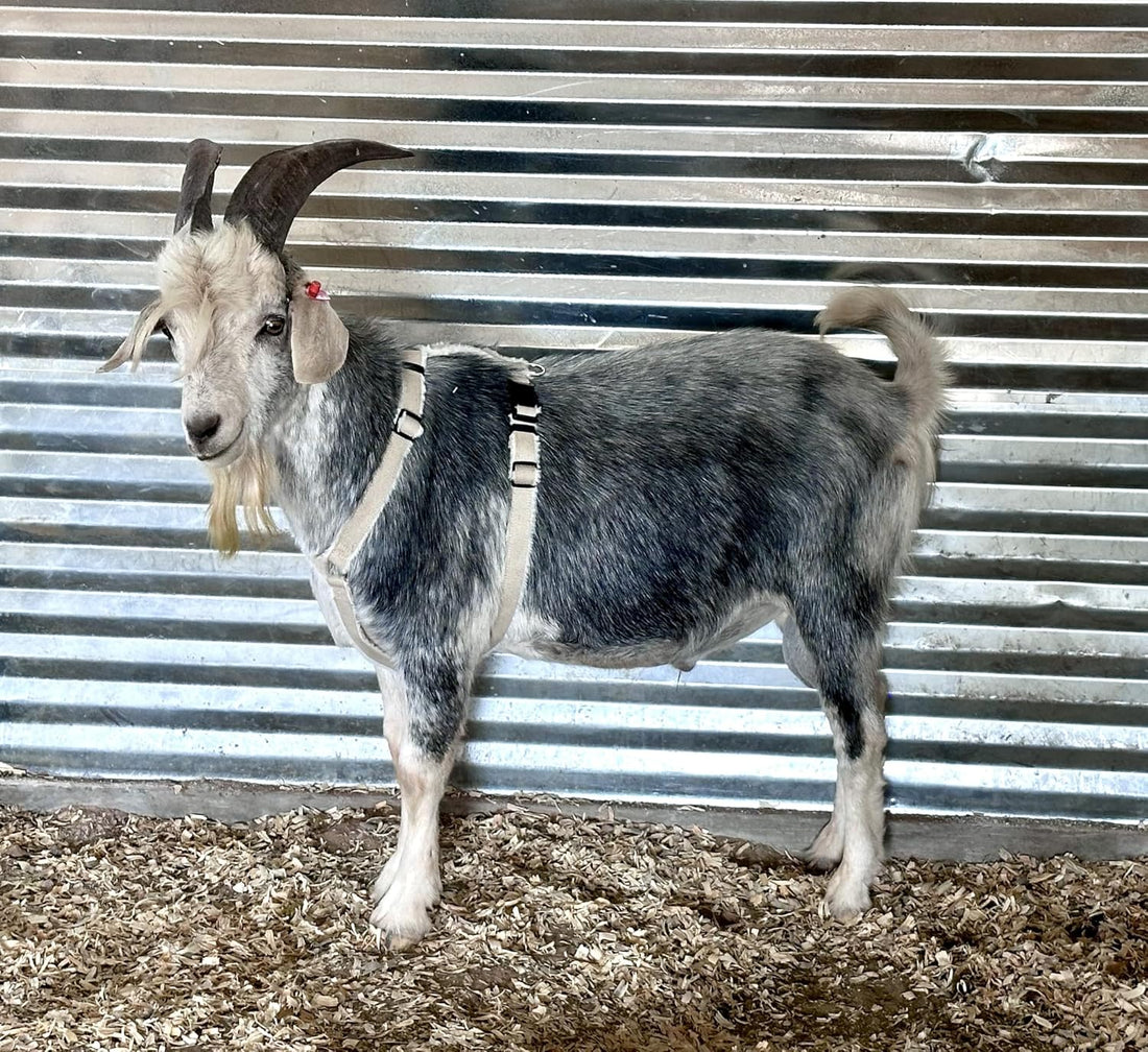 Asatre Goat Harness - Adjustable Livestock Harness – X-Large