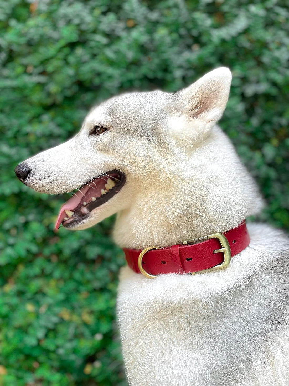 Tuff Pupper Heavy Duty Waterproof Dog Collar for Small
