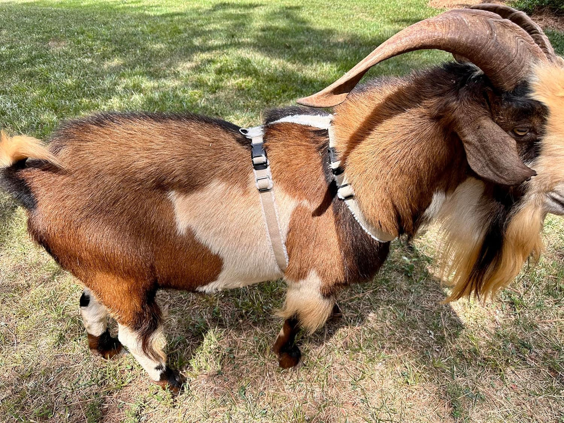 Asatre Goat Harness - Adjustable Livestock Harness – X-Large