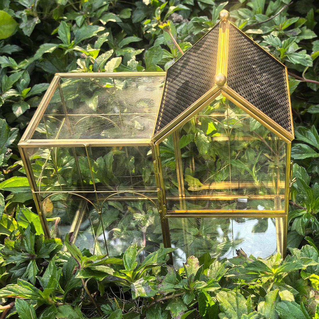 Ready-to-Use Glass Terrarium with Vents