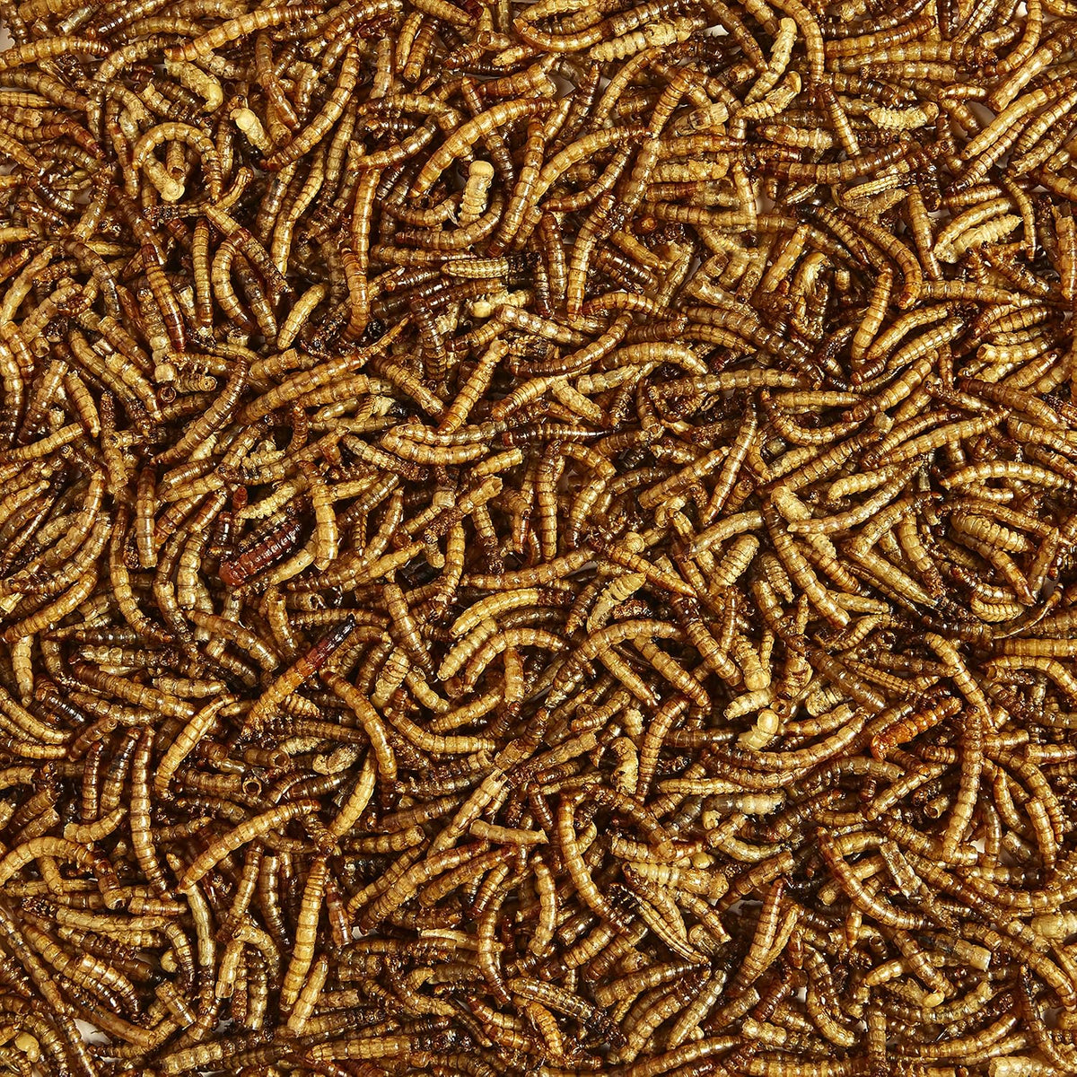 Kaytee Wild Bird Food Mealworms For Bluebirds, Wrens, Robins